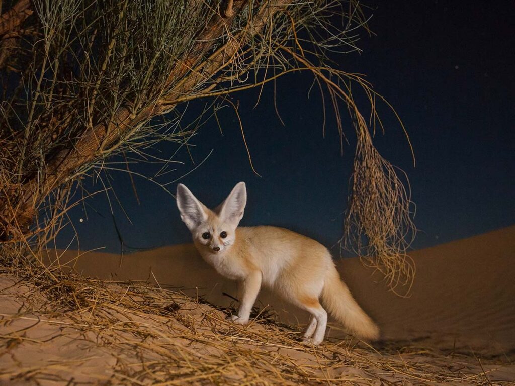 Nighttime image of a Fennec fox in the Sahara Desert under a tree, showcasing its distinctive large ears and adaptive features.