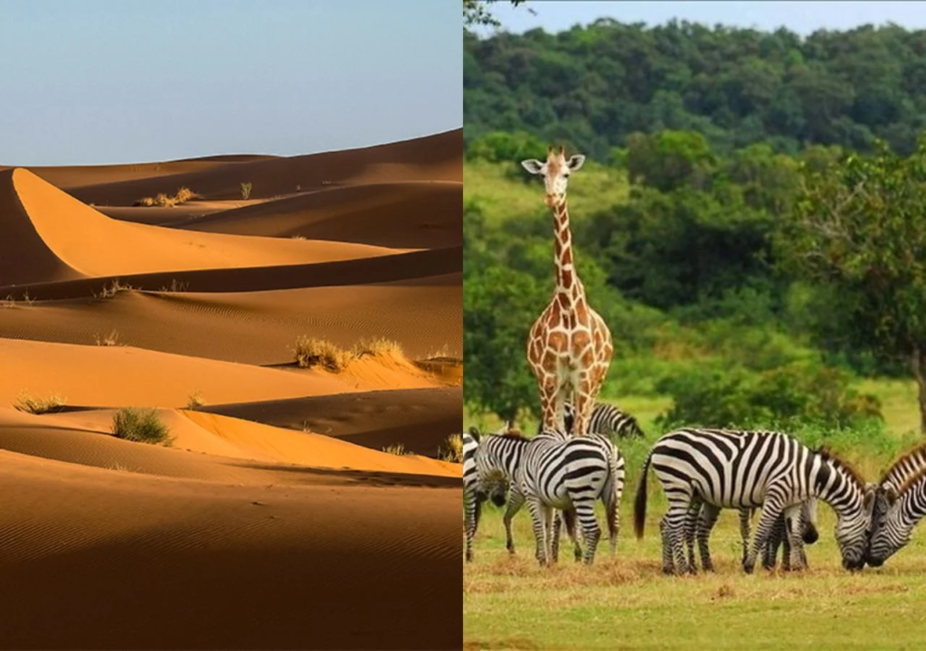 Split view image depicting the Sahara Desert and a vibrant savanna grassland with giraffes and zebras, illustrating the Sahara's periodic transformation.