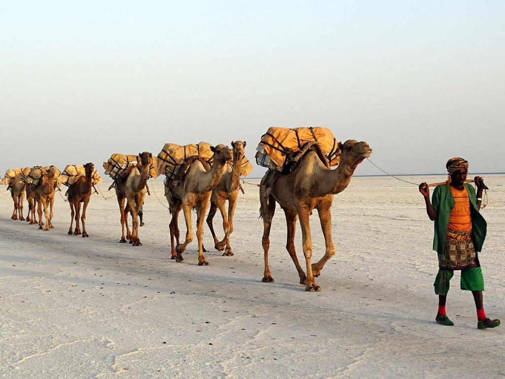 Caravan of camels led by a local guide across the vast, arid expanse of the Sahara Desert, embodying the desert's expansive and barren landscape.