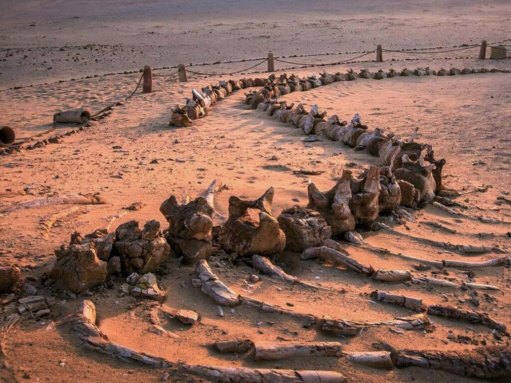 Fossilized dinosaur bones laid out in the Sahara Desert at sunset, showcasing evidence of the region's lush prehistoric past.