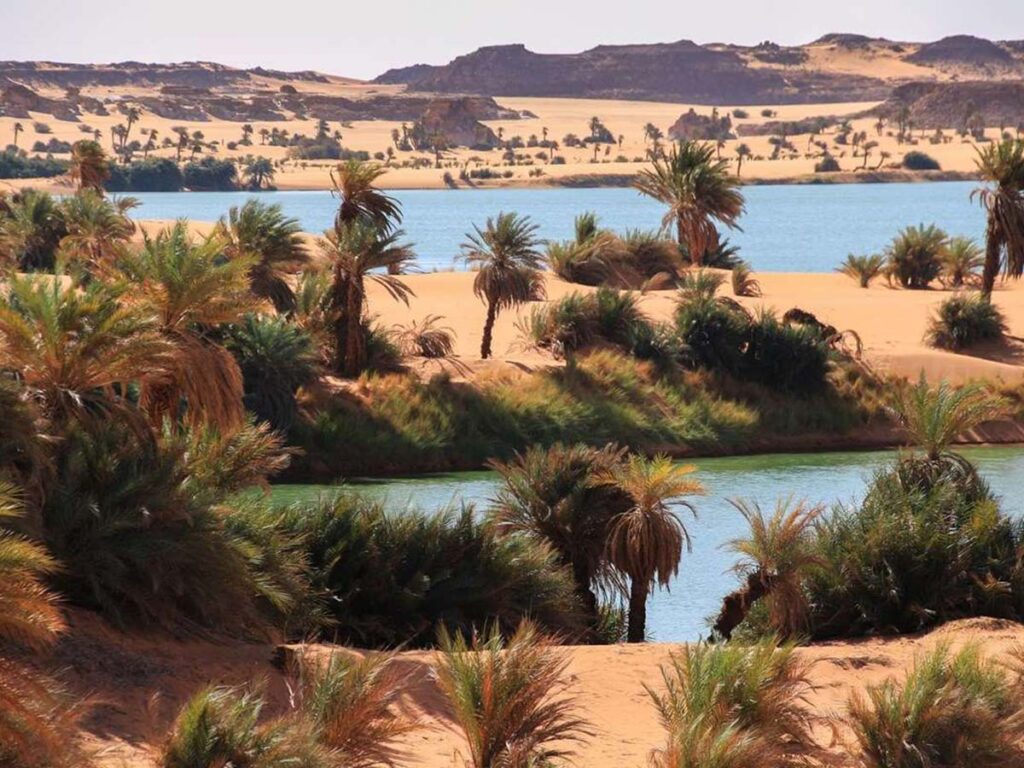 Lush oasis in the Sahara Desert with palm trees surrounding a serene lake, highlighting the desert's unexpected water resources and greenery.