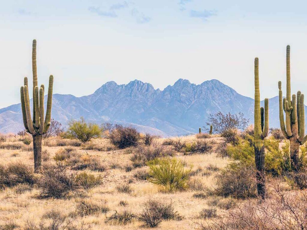 Saguaro cacti against a backdrop of mountainous terrain in a vast desert landscape, symbolizing the expansive nature of deserts like the Sahara.