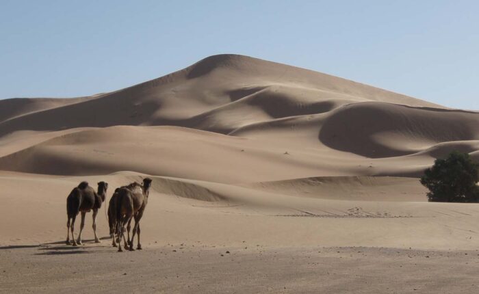 Camels trekking across the sun-drenched sand dunes of the Sahara Desert under extreme summer temperatures.